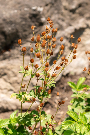 Zurich, Switzerland, July 14, 2023 Potentilla Dombeyi plant at the botanical gardenの写真素材