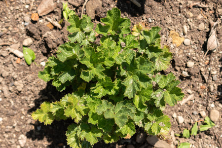 Zurich, Switzerland, July 14, 2023 Geum Magellanicum plant at the botanical gardenの写真素材