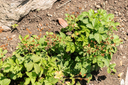 Zurich, Switzerland, July 14, 2023 Potentilla Dombeyi plant at the botanical gardenの写真素材