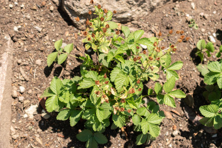 Zurich, Switzerland, July 14, 2023 Potentilla Dombeyi plant at the botanical gardenの写真素材