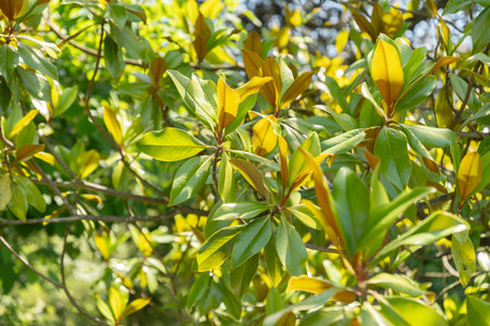 Zurich, Switzerland, July 14, 2023 Magnolia Grandiflora or bull bay plant at the botanical garden