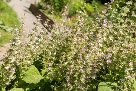 Zurich, Switzerland, July 14, 2023 Salvia Sclarea or clary sage at the botanical gardenの写真素材