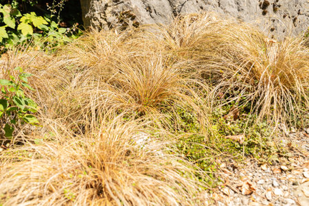 Zurich, Switzerland, July 14, 2023 Carex Buchanani or leatherleaf sedge at the botanical gardenの写真素材