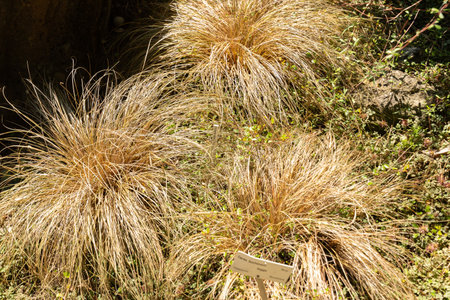Zurich, Switzerland, July 14, 2023 Carex Buchanani or leatherleaf sedge at the botanical gardenの写真素材