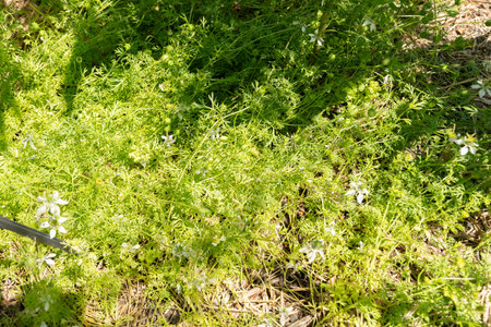 Zurich, Switzerland, July 14, 2023 Nigella Sativa or black cumin plant at the botanical gardenの写真素材