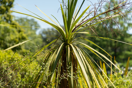 Zurich, Switzerland, July 14, 2023 Cordyline Australis or cabbage tree at the botanical gardenの写真素材