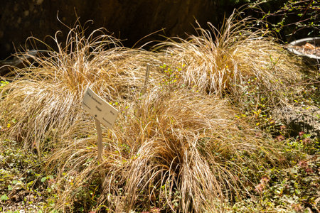 Zurich, Switzerland, July 14, 2023 Carex Buchanani or leatherleaf sedge at the botanical gardenの写真素材