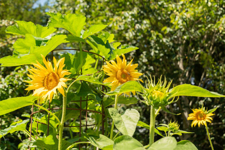 Zurich, Switzerland, July 14, 2023 Helianthus Annuus or common sunflower at the botanical gardenの写真素材