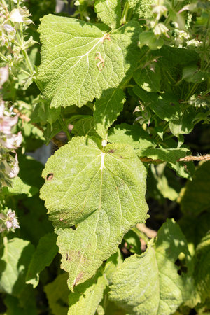 Zurich, Switzerland, July 14, 2023 Salvia Sclarea or clary sage at the botanical gardenの写真素材