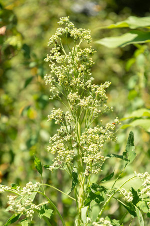 Zurich, Switzerland, July 14, 2023 Chenopodium Quinoa plant at the botanical gardenの写真素材