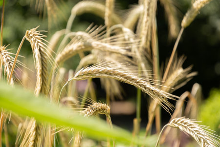 Zurich, Switzerland, July 14, 2023 Secale Cereale or Rye plant at the botanical garden