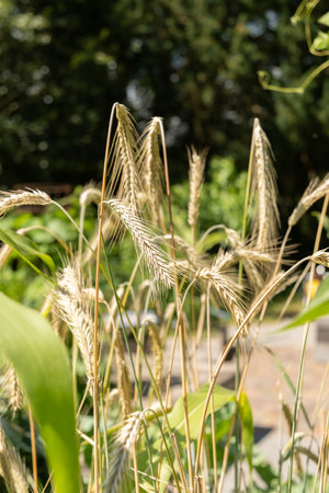 Zurich, Switzerland, July 14, 2023 Secale Cereale or Rye plant at the botanical gardenの写真素材