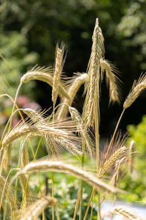 Zurich, Switzerland, July 14, 2023 Secale Cereale or Rye plant at the botanical gardenの写真素材