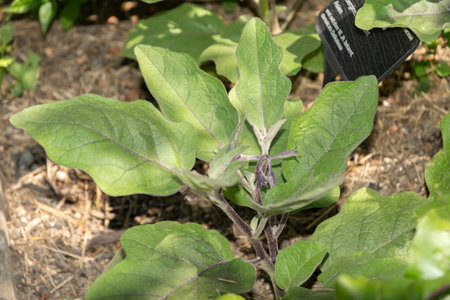 Zurich, Switzerland, July 14, 2023 Solanum Melongena or Eggplant at the botanical gardenの写真素材