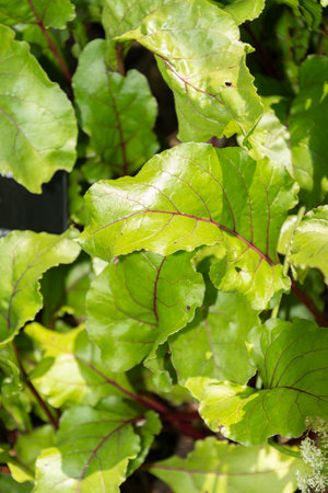 Zurich, Switzerland, July 14, 2023 Beta Vulgaris plant at the botanical gardenの写真素材