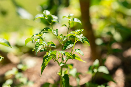 Capsicum Annuum or Chili plant at the botanical gardenの写真素材
