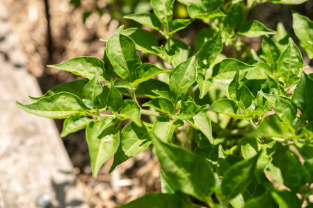 Zurich, Switzerland, July 14, 2023 Capsicum Chinense or Chili plant at the botanical gardenの写真素材