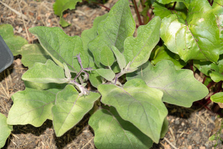 Zurich, Switzerland, July 14, 2023 Solanum Melongena or Eggplant at the botanical gardenの写真素材