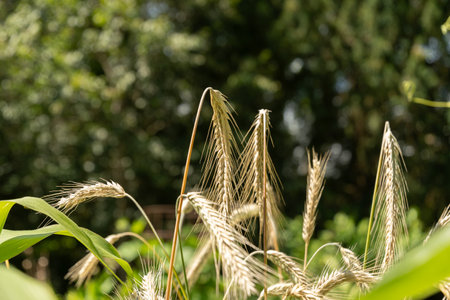 Zurich, Switzerland, July 14, 2023 Secale Cereale or Rye plant at the botanical gardenの写真素材
