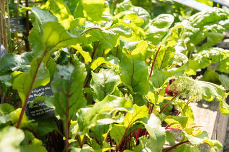 Zurich, Switzerland, July 14, 2023 Beta Vulgaris plant at the botanical gardenの写真素材