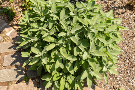 Zurich, Switzerland, July 14, 2023 Salvia Officinalis or common sage plant at the botanical gardenの写真素材