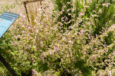 Zurich, Switzerland, July 14, 2023 Salvia Sclarea or clary sage at the botanical gardenの写真素材