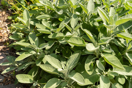 Zurich, Switzerland, July 14, 2023 Salvia Officinalis or common sage plant at the botanical gardenの写真素材
