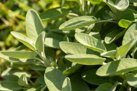 Zurich, Switzerland, July 14, 2023 Salvia Officinalis or common sage plant at the botanical gardenの写真素材