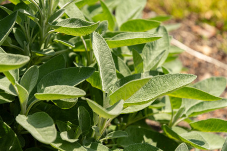 Zurich, Switzerland, July 14, 2023 Salvia Officinalis or common sage plant at the botanical gardenの写真素材