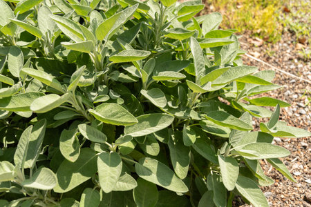 Zurich, Switzerland, July 14, 2023 Salvia Officinalis or common sage plant at the botanical gardenの写真素材