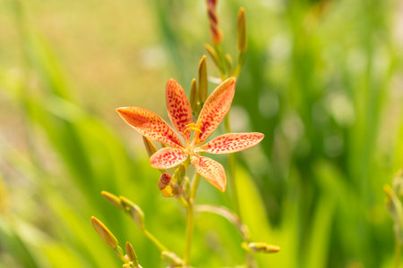 Zurich, Switzerland, July 14, 2023 Iris Domestica or Leopard Lily at the botanical gardenの写真素材