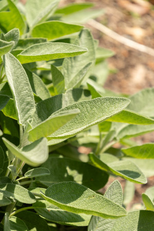 Zurich, Switzerland, July 14, 2023 Salvia Officinalis or common sage plant at the botanical gardenの写真素材