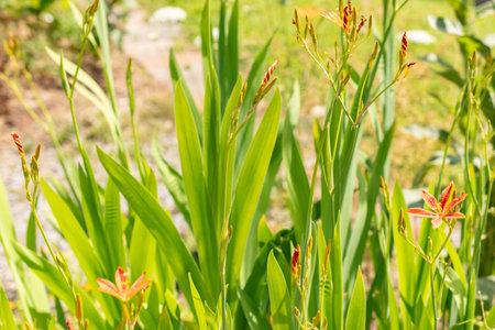 Zurich, Switzerland, July 14, 2023 Iris Domestica or Leopard Lily at the botanical gardenの写真素材