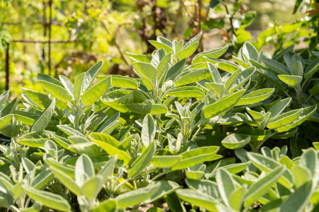 Zurich, Switzerland, July 14, 2023 Salvia Officinalis or common sage plant at the botanical gardenの写真素材
