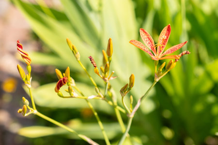 Zurich, Switzerland, July 14, 2023 Iris Domestica or Leopard Lily at the botanical gardenの写真素材