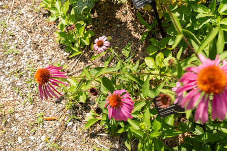 Zurich, Switzerland, July 14, 2023 Echinacea Purpurea or purple coneflower at the botanical gardenの写真素材