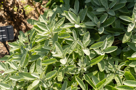Zurich, Switzerland, July 14, 2023 Salvia Officinalis or common sage plant at the botanical gardenの写真素材