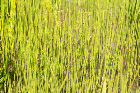 Zurich, Switzerland, July 14, 2023 Equisetum Fluviatile or swamp horsetail plant at the botanical gardenの写真素材