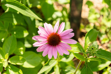 Zurich, Switzerland, July 14, 2023 Echinacea Purpurea or purple coneflower at the botanical gardenの写真素材
