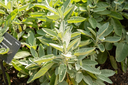 Zurich, Switzerland, July 14, 2023 Salvia Officinalis or common sage plant at the botanical gardenの写真素材