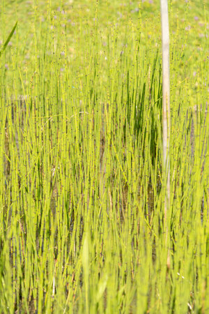 Zurich, Switzerland, July 14, 2023 Equisetum Fluviatile or swamp horsetail plant at the botanical gardenの写真素材
