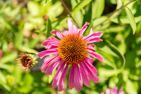 Zurich, Switzerland, July 14, 2023 Echinacea Purpurea or purple coneflower at the botanical gardenの写真素材