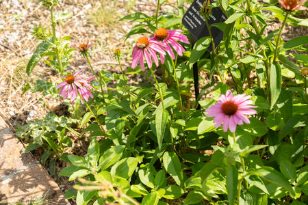 Zurich, Switzerland, July 14, 2023 Echinacea Purpurea or purple coneflower at the botanical gardenの写真素材