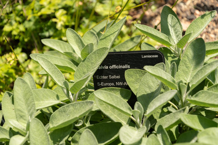 Zurich, Switzerland, July 14, 2023 Salvia Officinalis or common sage plant at the botanical gardenの写真素材