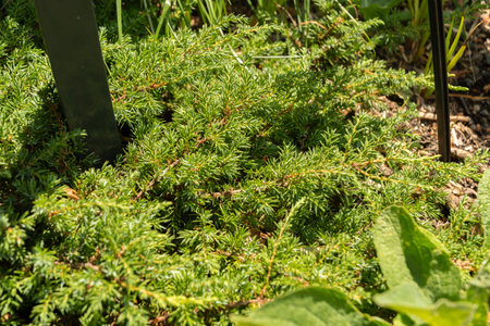 Zurich, Switzerland, July 14, 2023 Juniperus Communis or common Juniper plant at the botanical gardenの写真素材
