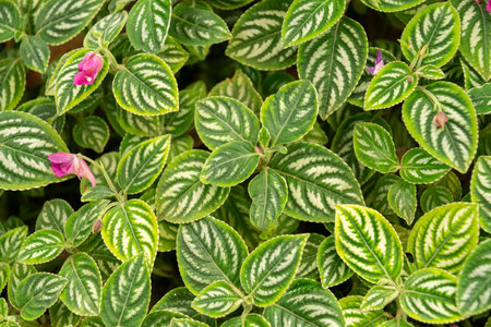 Zurich, Switzerland, July 14, 2023 Impatiens Marianae plant at the botanical gardenの写真素材