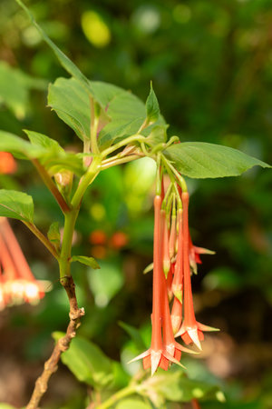 Zurich, Switzerland, July 14, 2023 Fuchsia Fulgens plant at the botanical gardenの写真素材