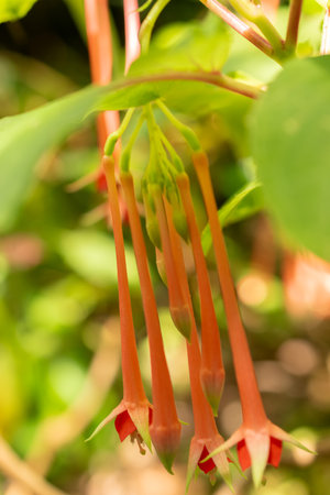 Zurich, Switzerland, July 14, 2023 Fuchsia Fulgens plant at the botanical gardenの写真素材