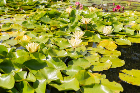 Marliacea Chromatella or water lily plant at the botanical gardenの写真素材
