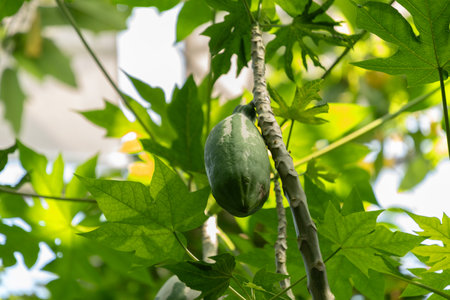Zurich, Switzerland, July 14, 2023 Carica papaya tree at the botanical gardenの写真素材